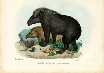 Tapir sudamericano, 1863-79